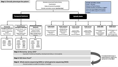 Paroxysmal Movement Disorders